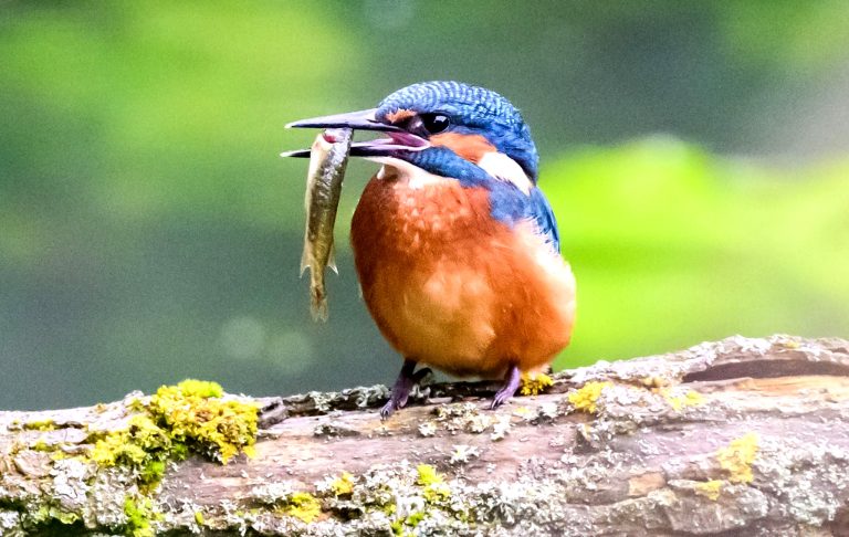 Eisvogel kehrt langsam nach Hessen.