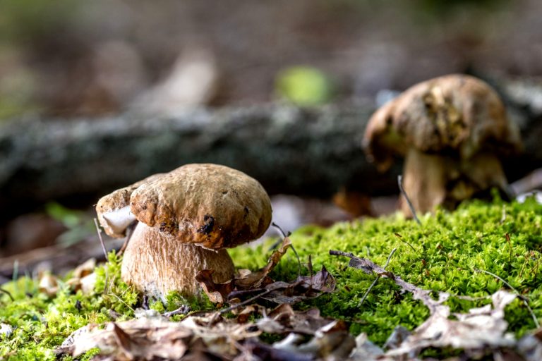 Feuchte Erde, Pilze sprießen auf.