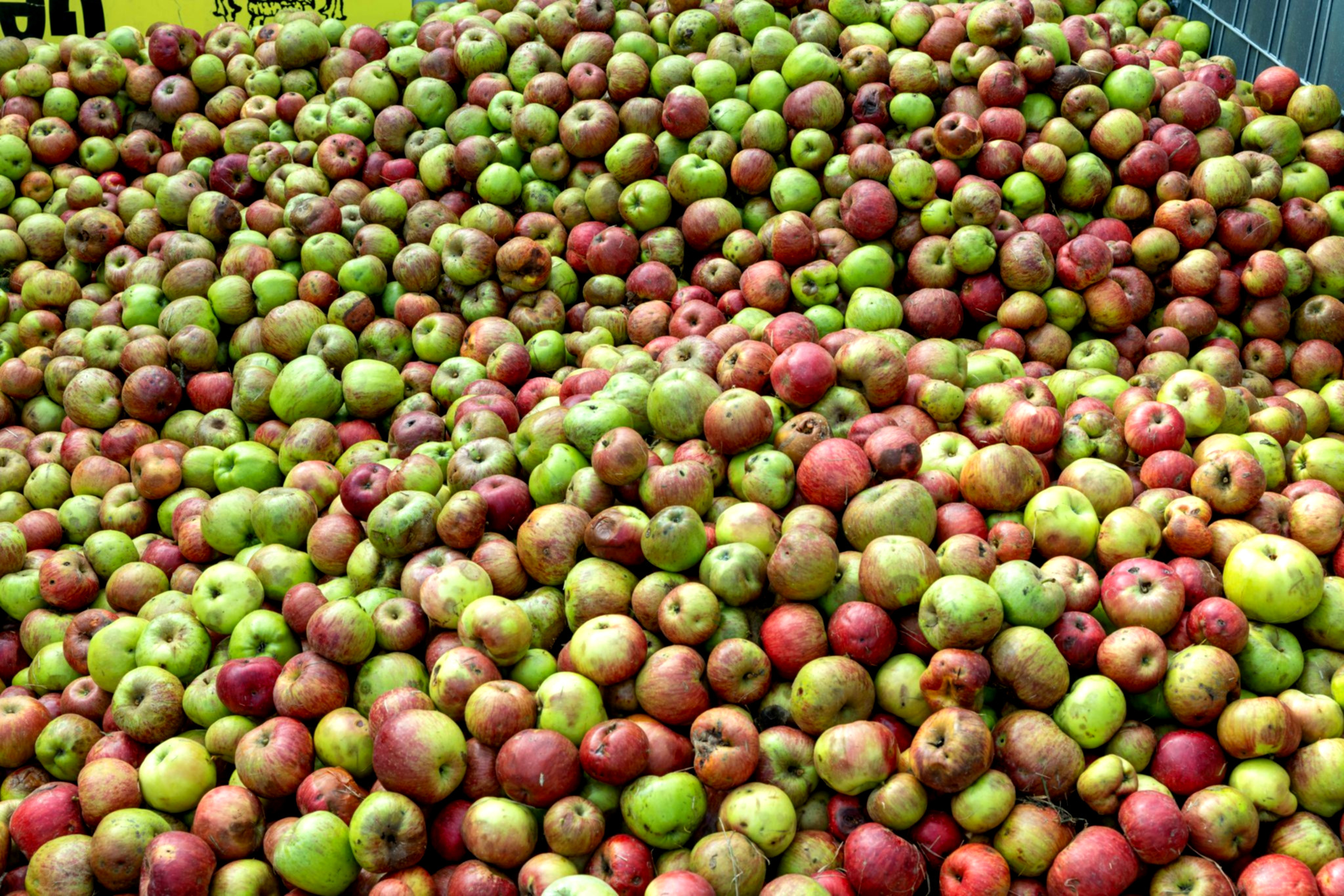 reife_Apfel_an_baumen