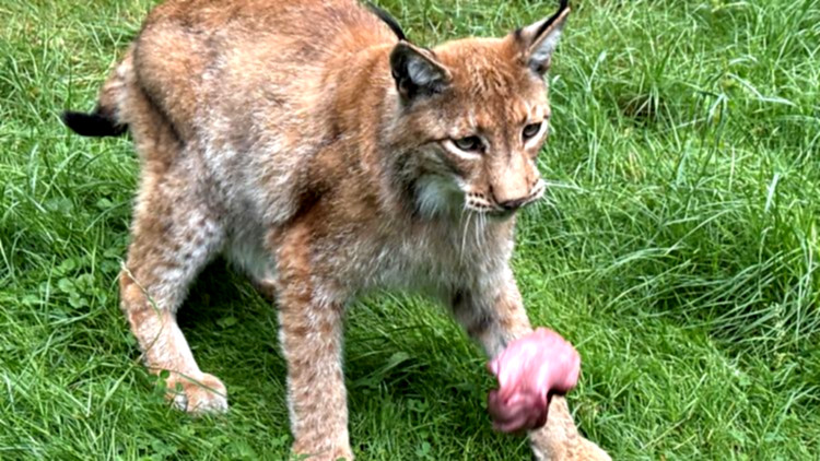 Raubkatzen genießen Mahlzeit im Gehege.