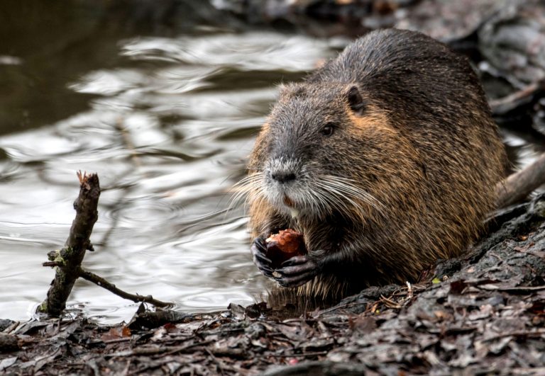 Nutria schwimmen gemeinsam durch Fluss.