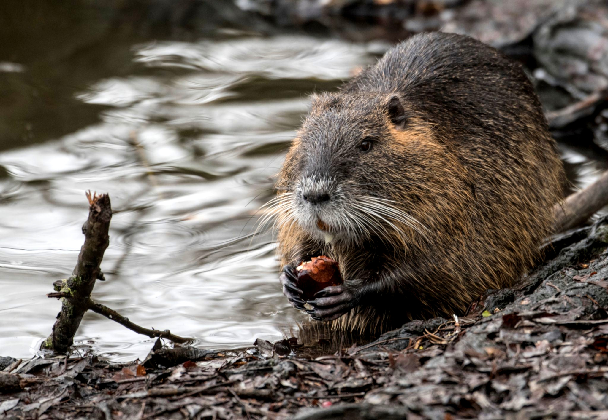 Nutria schwimmen gemeinsam durch Fluss.