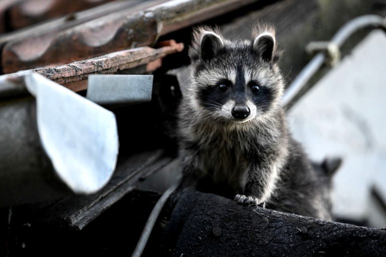 Waschbär inspiziert Mülltonne neugierig.