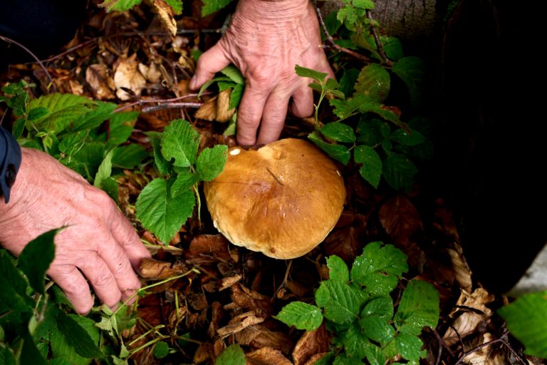 Verschiedene Pilze sprießen im Wald.