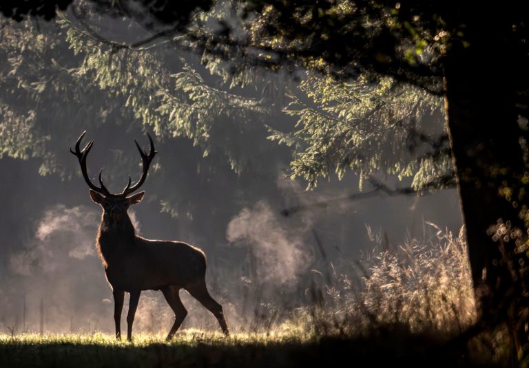 Rotwild versteckt sich im Wald.